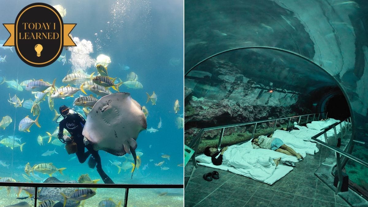 Today I Learned: You Can Spend the Night at This Aquarium in Taiwan